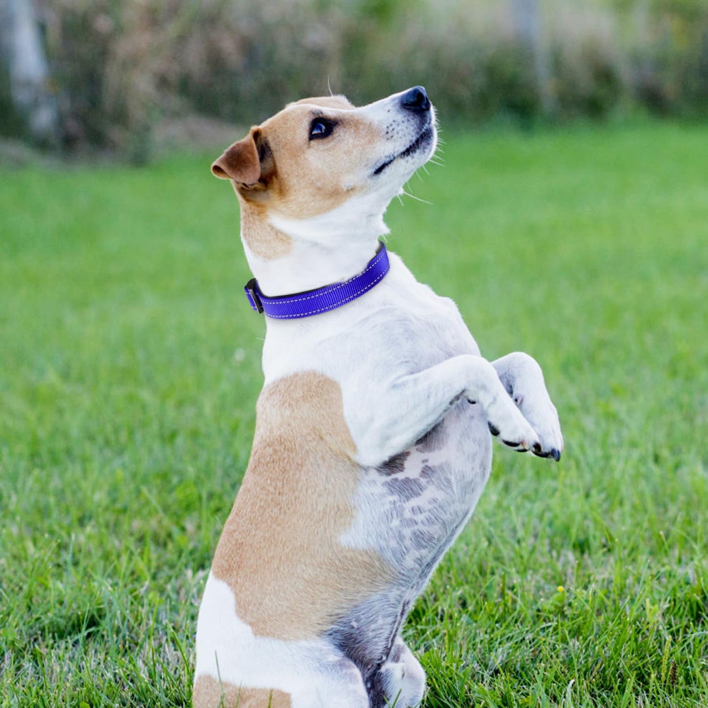 Adjustable Reflective Dog Collar
