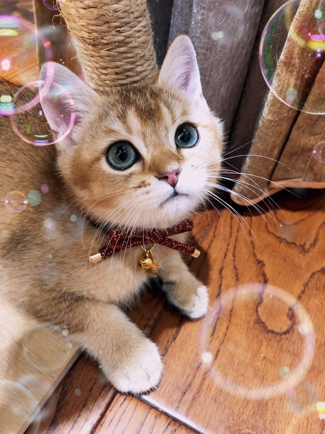 Stylish Cat Collar with Bell & Fish Bone Charm